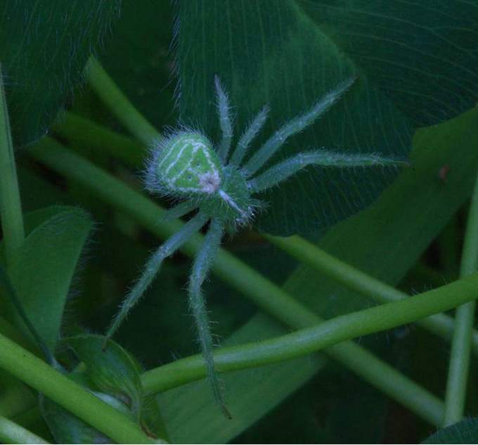 Heriaeus  hirtus  - Vasanello (VT)